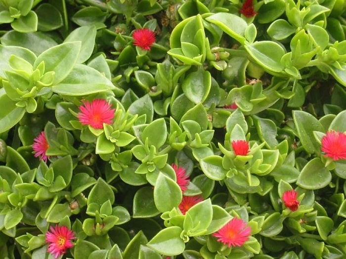 گیاهان فضای باز مناسب دیوار سبز (4 مورد)