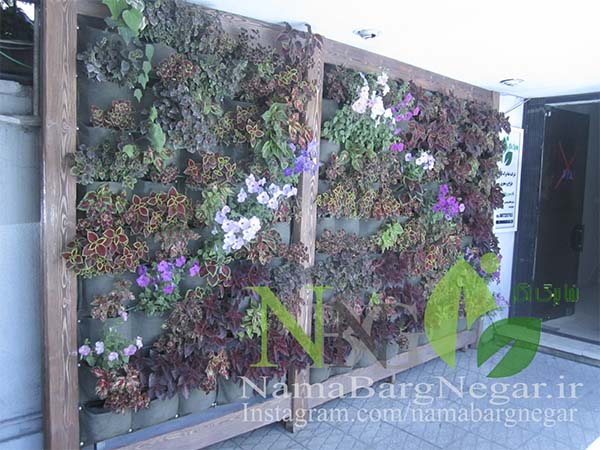 گیاهان ساخت دیوار سبز