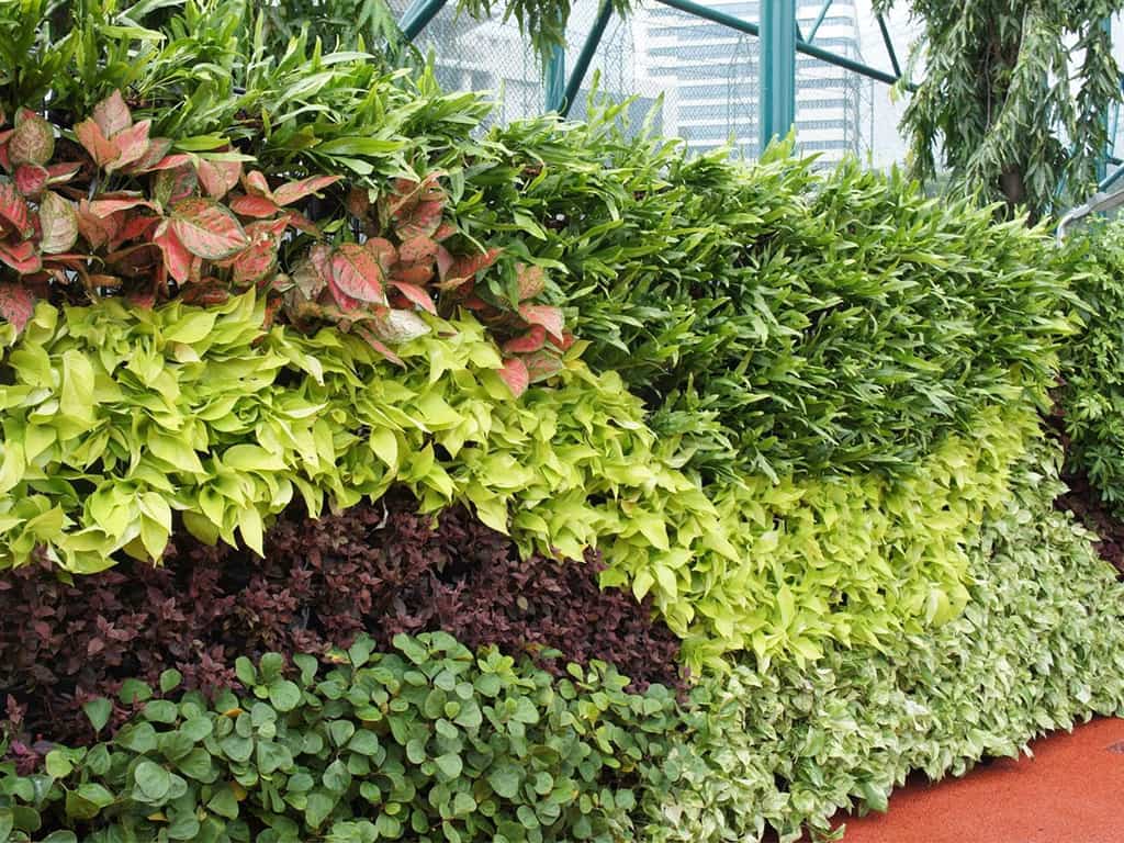 10 مورد از بهترین گیاهان مناسب دیوار سبز