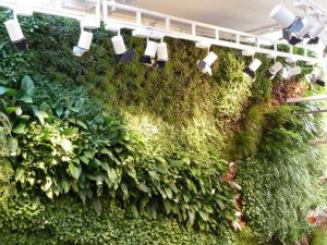 گیاهان مناسب برای دیوار سبز 