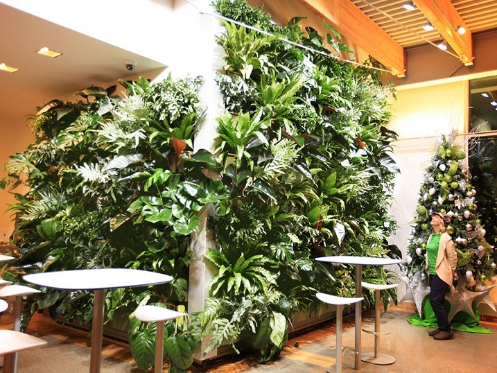 برای ساخت دیوار سبز باید از گیاهی استفاده شود که در برابر شرایط آب و هوایی مختلف، تحمل بالایی داشته باشد.