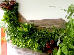 هوستا یکی از بهترین گیاهان مناسب دیوار سبز