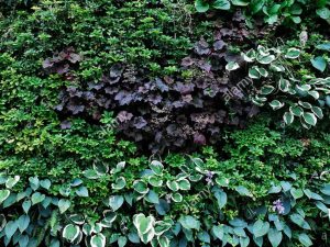 گیاهان دیوار سبز | گیاهان زینتی برای دیوار سبز