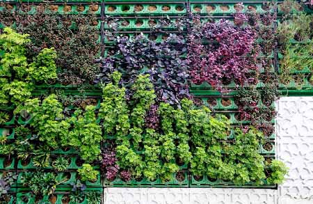 گیاهان دیوار سبز 