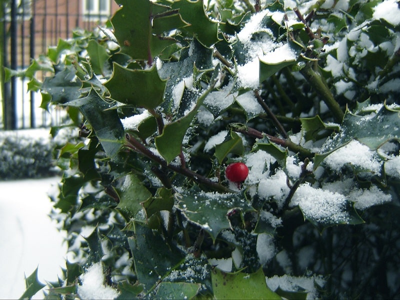 مراقبت از گیاهان دیوار سبز در فصل سرما